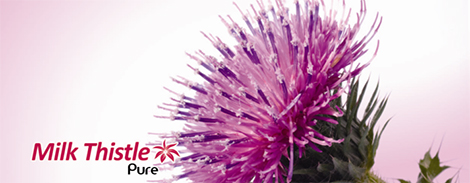 マリアアザミ H Holstein エイチ ホルスタイン株式会社